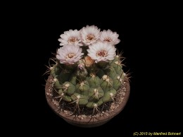 Gymnocalycium pampagrandense 234